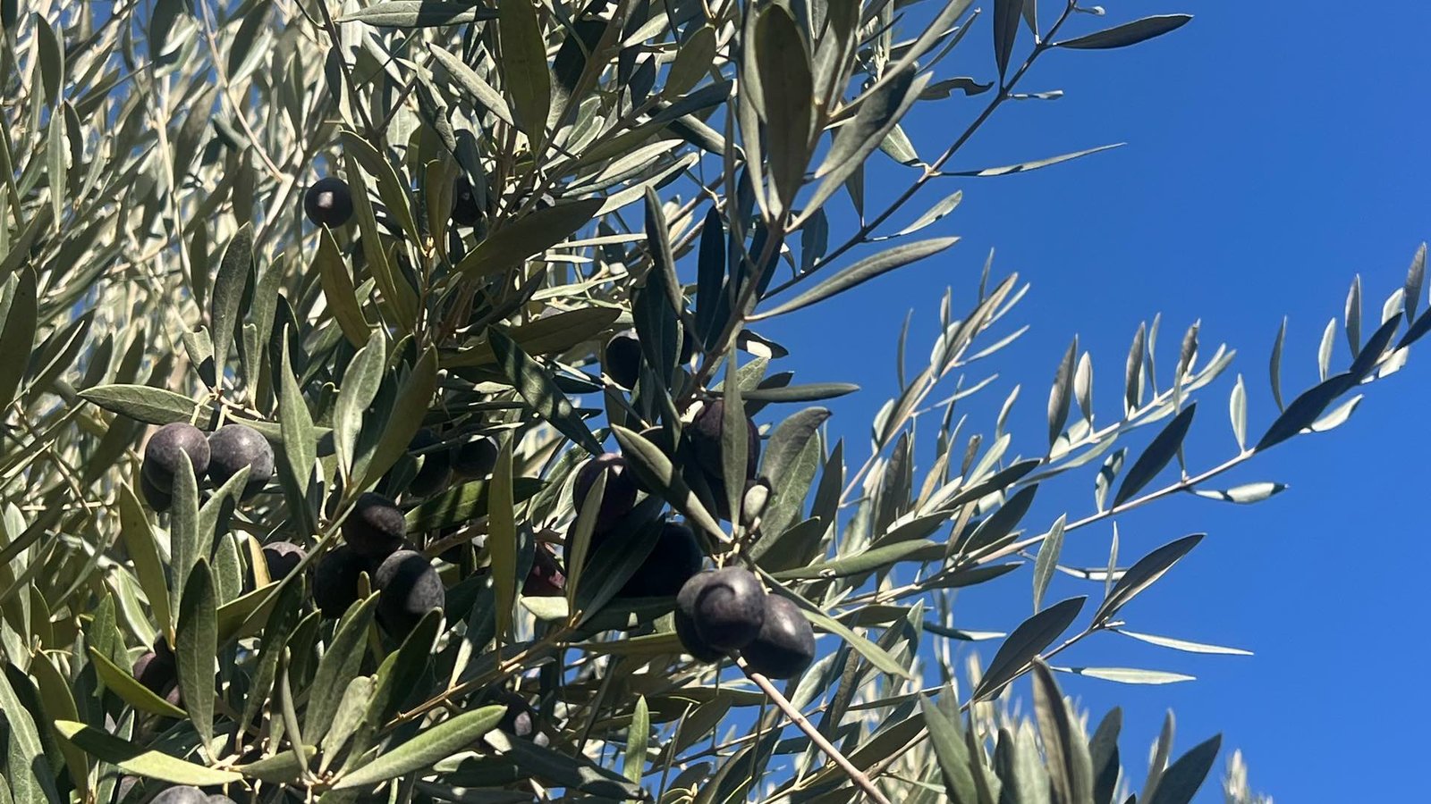 Olives noires sur une branche d'olivier, sous un ciel bleu