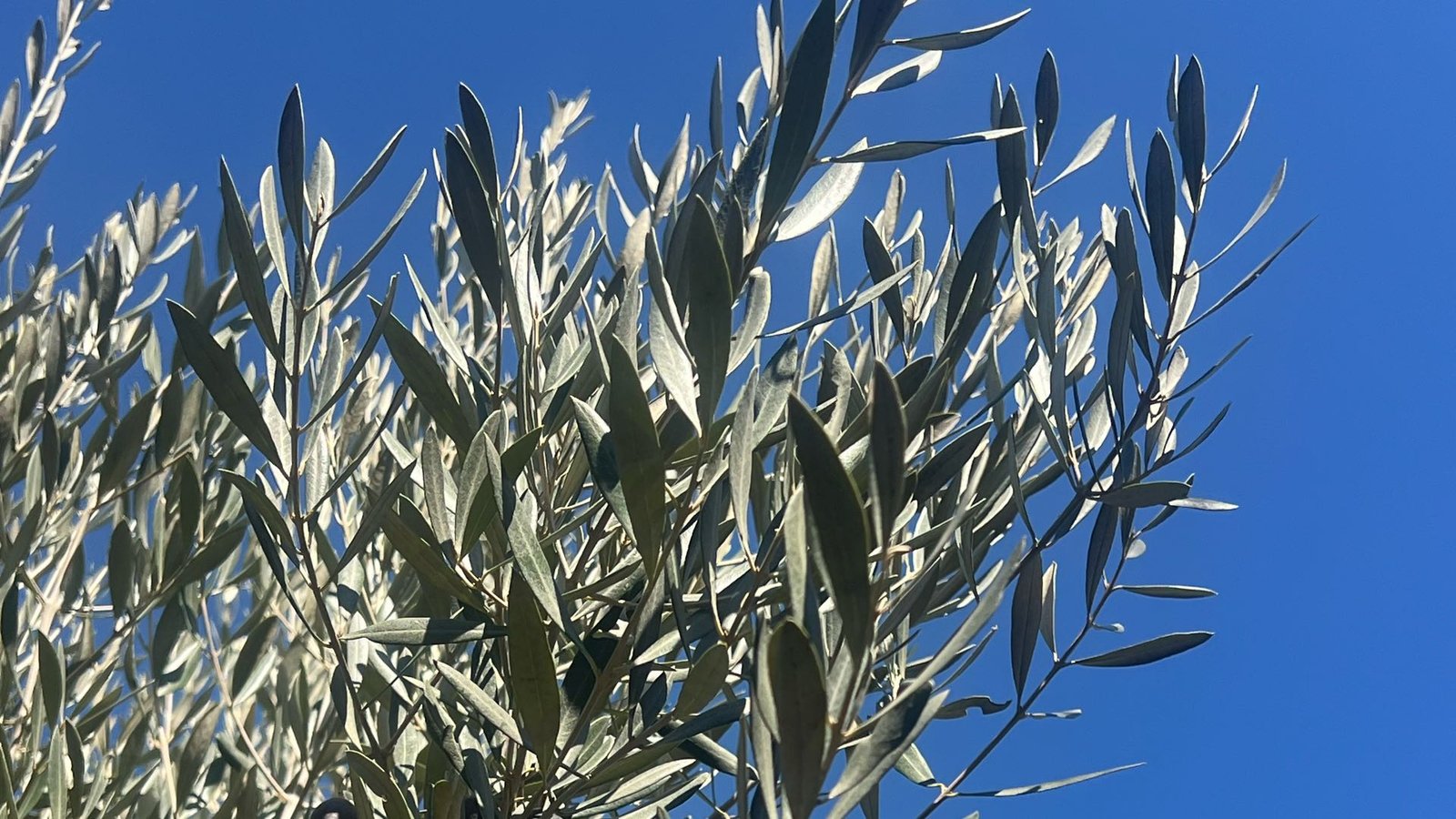 Feuilles d'olivier argentées sous un ciel bleu