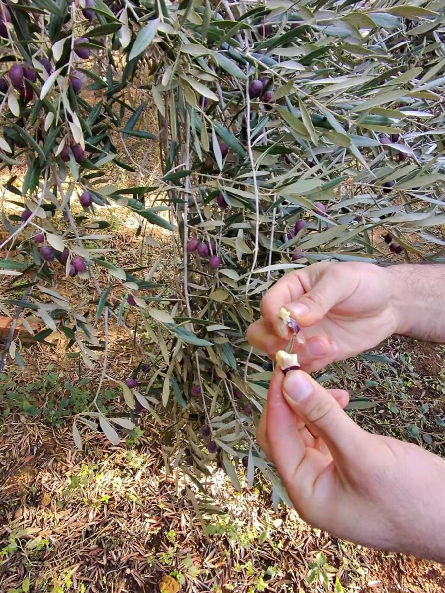 Une olive Picholine ouverte entre les doigts, sous l'olivier